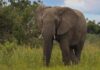 World Elephant Day: Elephant almost extinct in Nigeria — conservationist World Elephant Day: Elephant almost extinct in Nigeria — conservationist