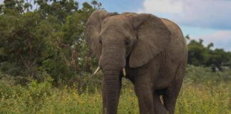 World Elephant Day: Elephant almost extinct in Nigeria — conservationist World Elephant Day: Elephant almost extinct in Nigeria — conservationist