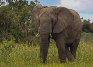 World Elephant Day: Elephant almost extinct in Nigeria — conservationist World Elephant Day: Elephant almost extinct in Nigeria — conservationist