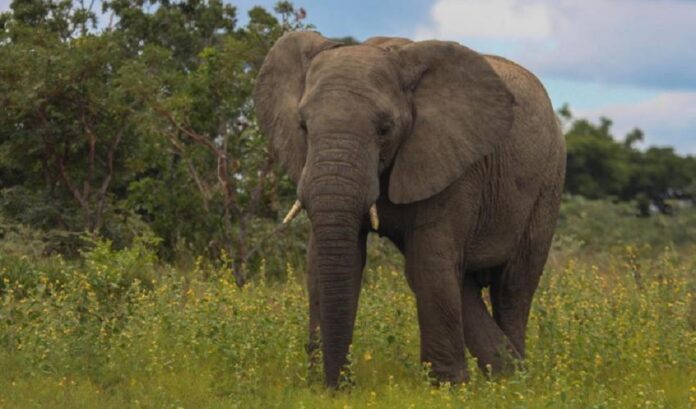 World Elephant Day: Elephant almost extinct in Nigeria — conservationist