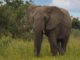 World Elephant Day: Elephant almost extinct in Nigeria — conservationist World Elephant Day: Elephant almost extinct in Nigeria — conservationist