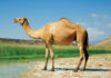 Why Camel is known as, ‘The Ship of the Desert’