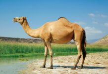 Why Camel is known as, ‘The Ship of the Desert’