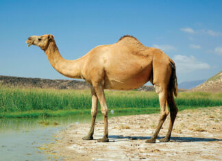Why Camel is known as, ‘The Ship of the Desert’