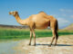 Why Camel is known as, ‘The Ship of the Desert’