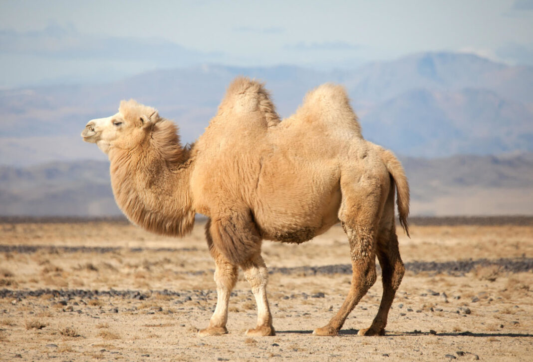 Where Do Camels Belong by Ken Thompson