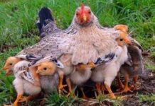 Mother Hen