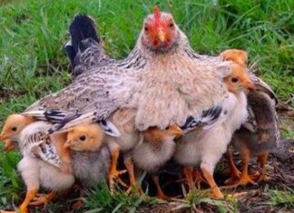Mother Hen