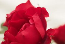 Pride goes before a fall