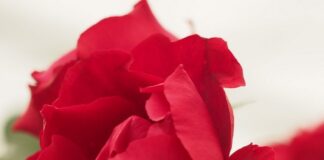 Pride goes before a fall