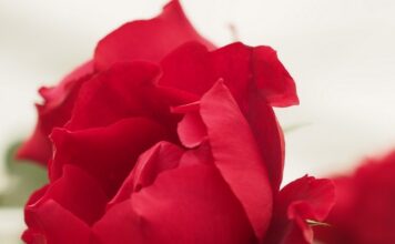 Pride goes before a fall