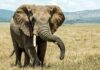 What you didn’t know about elephants Elephants