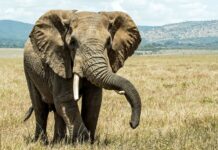 What you didn’t know about elephants Elephants