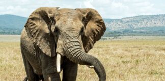 What you didn’t know about elephants Elephants