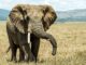 What you didn’t know about elephants Elephants