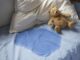 Bedwetting? You are not alone! Bedwetting