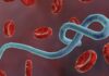 Fear Grip Sierra Leone over Suspected Ebola Outbreak in Guinean Fear Grip Sierra Leone over Suspected Ebola Outbreak in Guinean