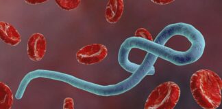 Fear Grip Sierra Leone over Suspected Ebola Outbreak in Guinean Fear Grip Sierra Leone over Suspected Ebola Outbreak in Guinean