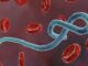 Fear Grip Sierra Leone over Suspected Ebola Outbreak in Guinean Fear Grip Sierra Leone over Suspected Ebola Outbreak in Guinean