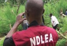 New things to know about NDLEA New things to know about NDLEA