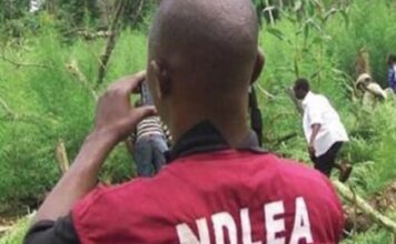 New things to know about NDLEA New things to know about NDLEA