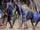 Environmental Polio infects 120 children in Nigeria Environmental Polio infects 120 children in Nigeria